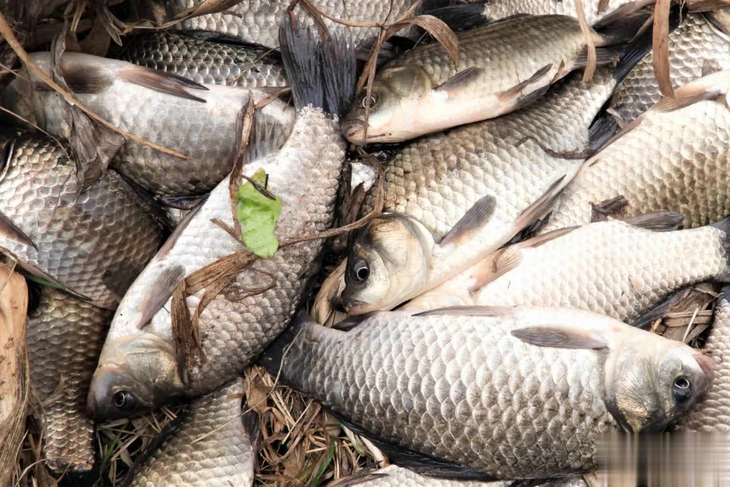 食鱼饵挂钩 食鱼饵挂钩